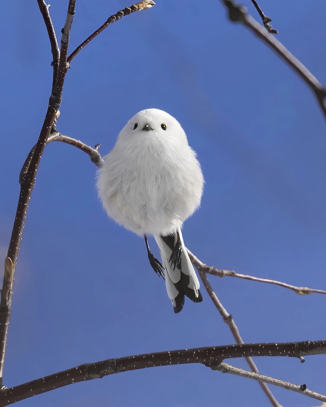 北长尾山雀在冬天会长出厚厚的绒毛  北长尾山雀,这种活泼可爱的小生