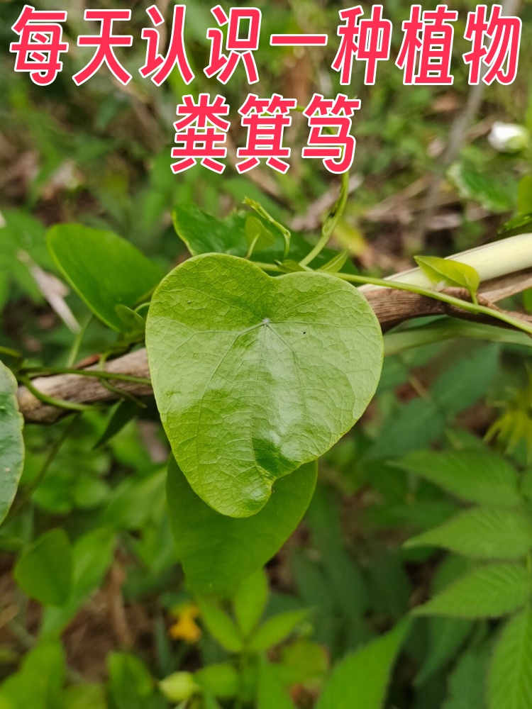 每天认识一种植物—粪箕笃  学名:stephania longa lour  别名:田鸡草