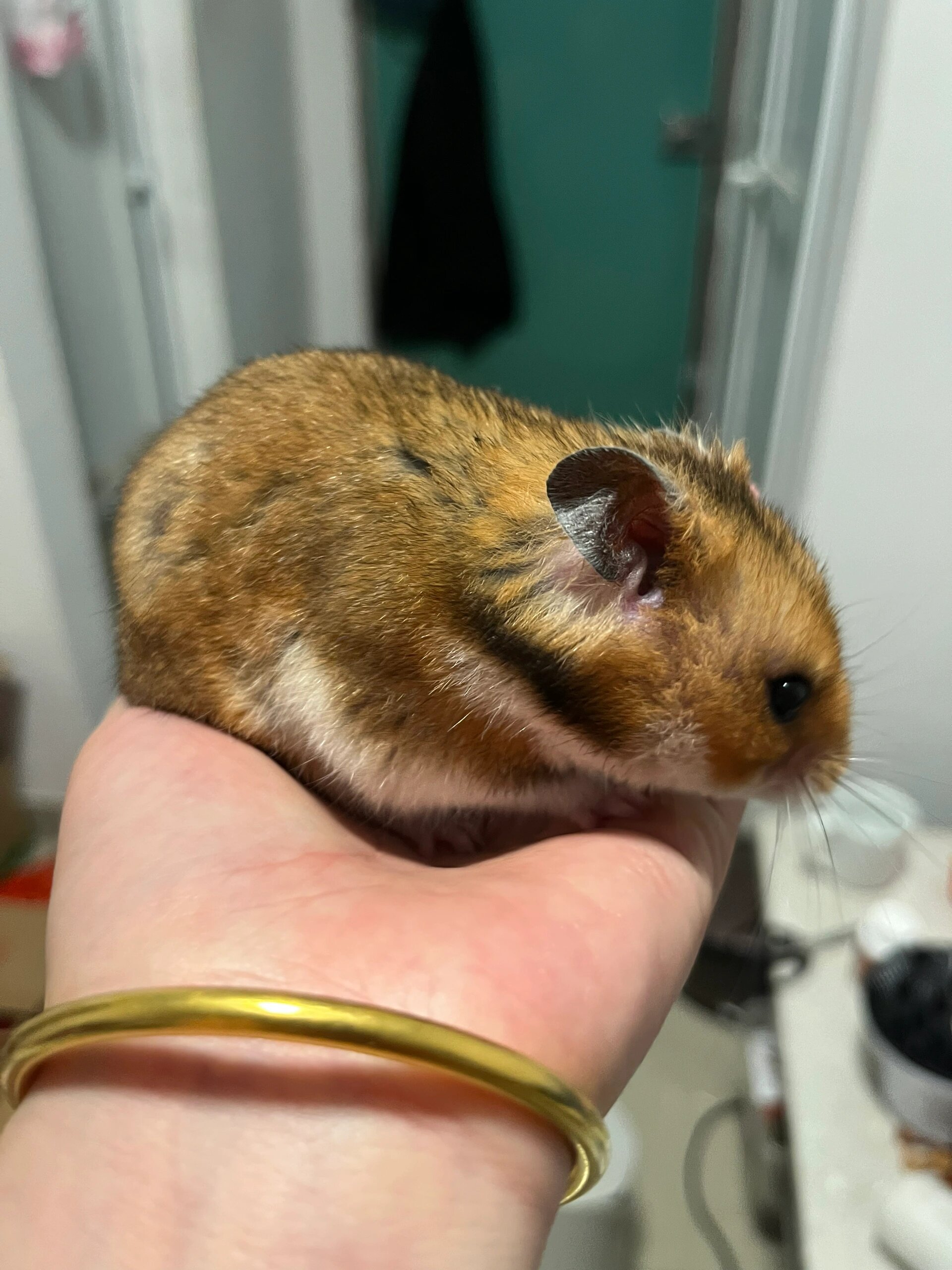 胖子们是我养的两只侏儒仓鼠,一只是金丝熊,一只是三线