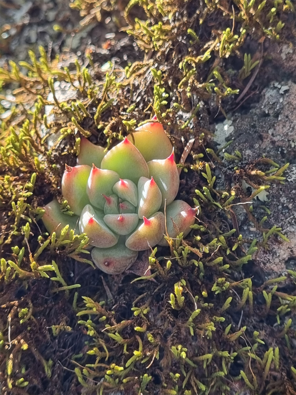吉娃莲  97中文名:吉娃莲 拉丁文名:echeveria chihuahuaensis 科