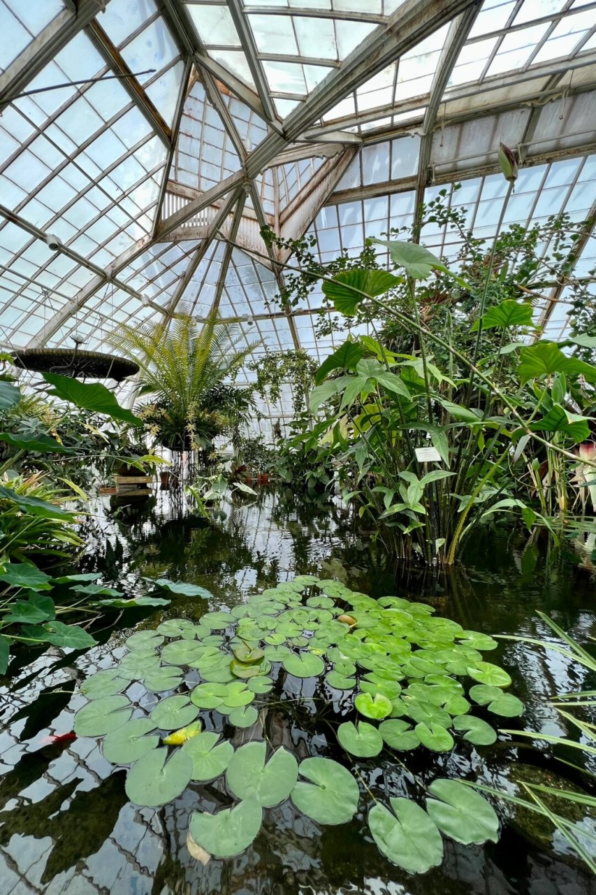 来旧金山植物园和温室花房感受万物生长  当你踏入这片绿意盎然的植物