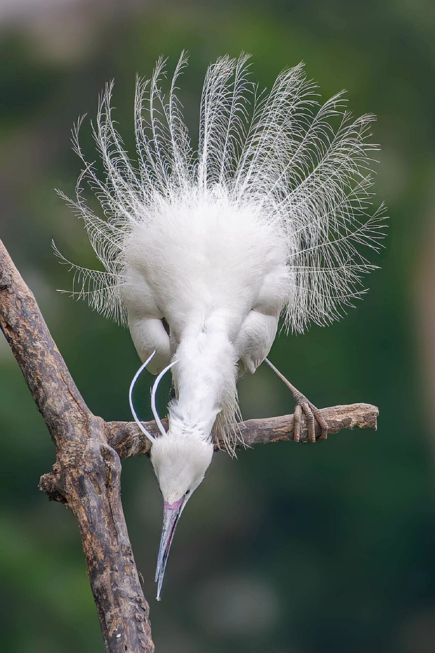 白鹭开屏   06白鹭开屏,那一刹的惊艳,仿佛是大自然亲手绘制的一幅