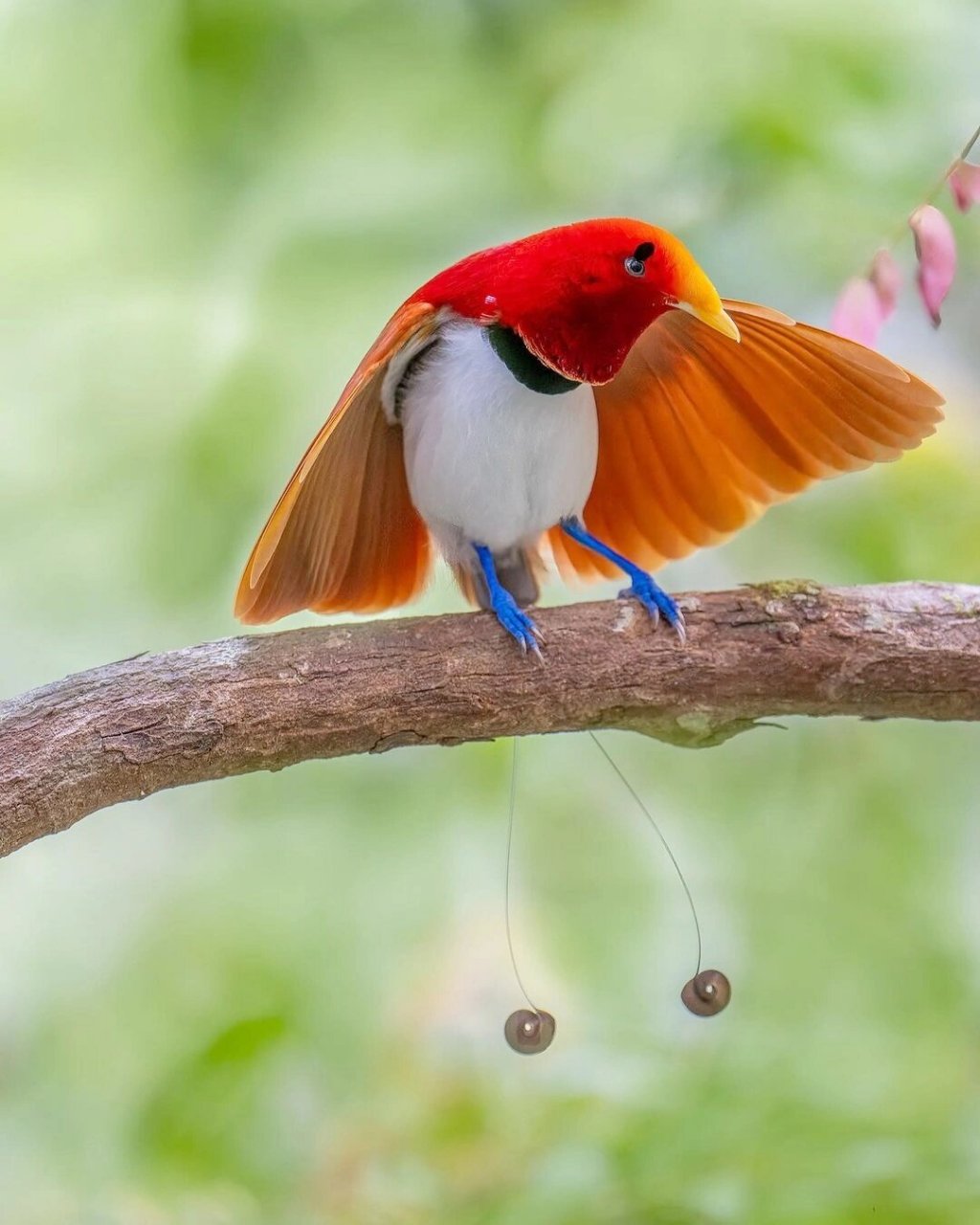 王极乐鸟禀性特异  王极乐鸟不仅拥有华丽丽的羽毛,而且它们的行为