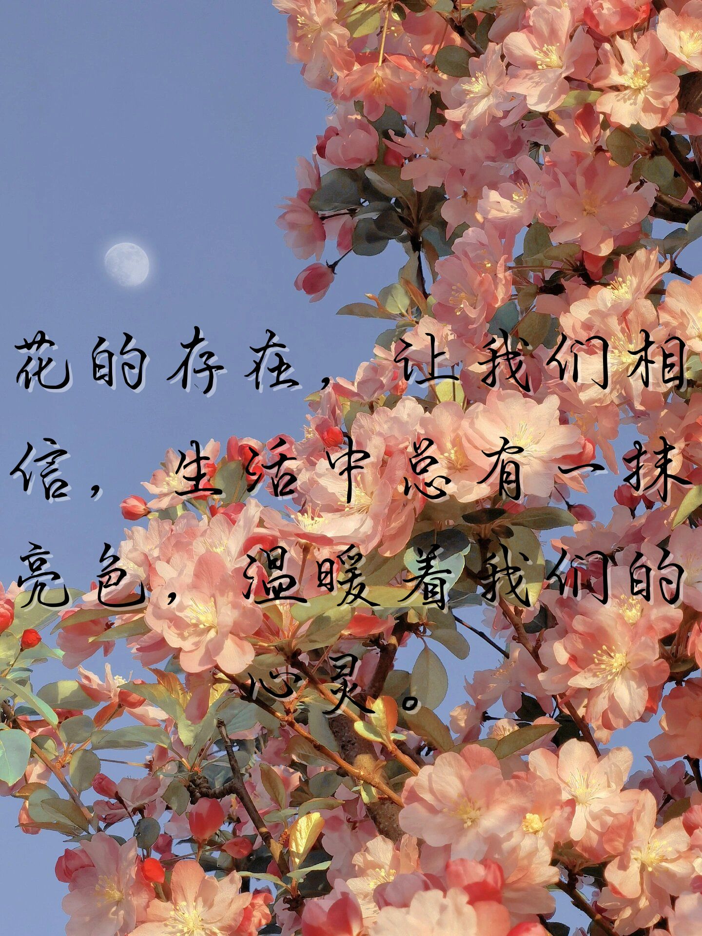 每一朵花都是大自然的小精灵,传递着生命的喜悦与