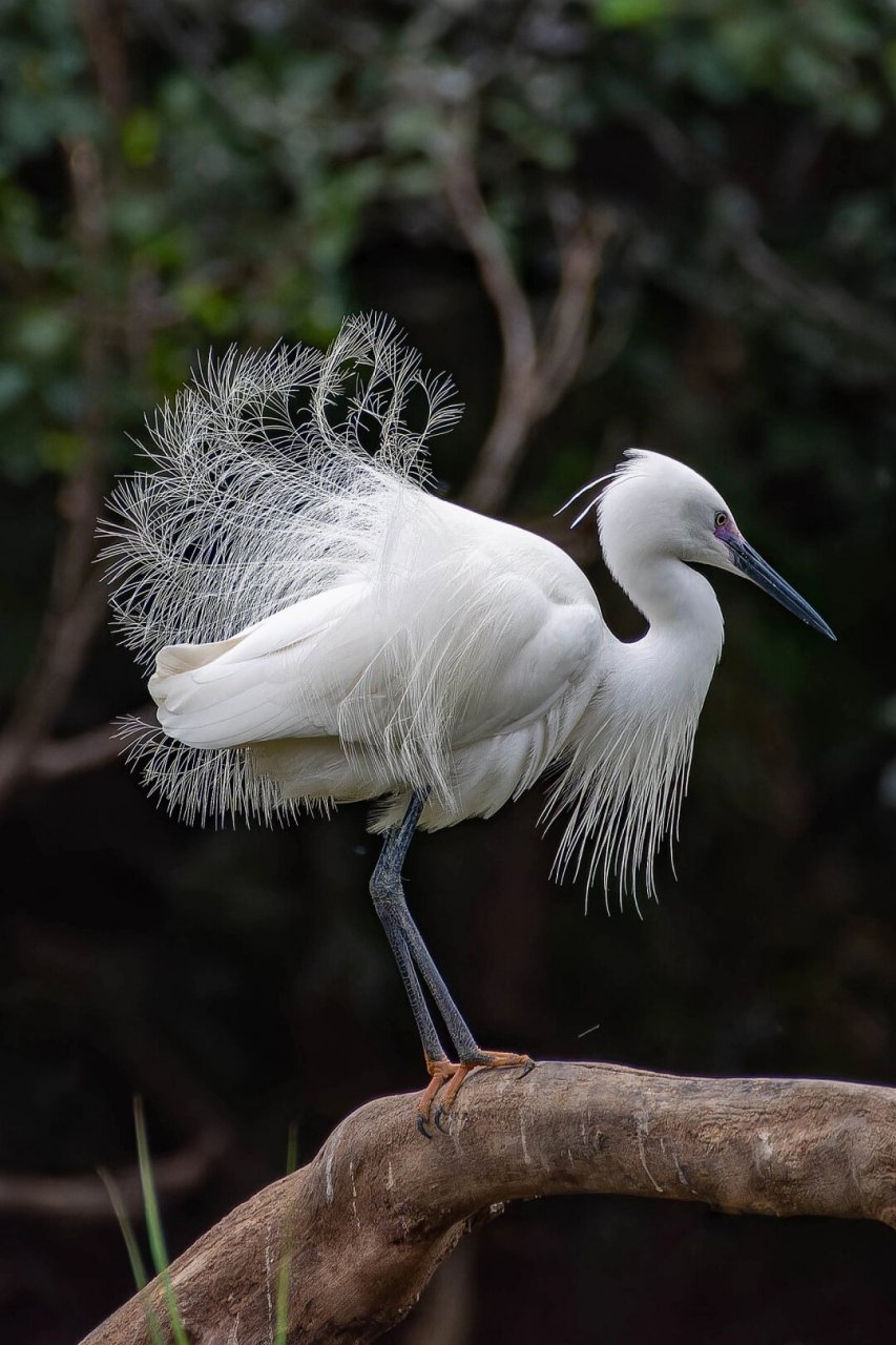 白鹭开屏   06白鹭开屏,那一刹的惊艳,仿佛是大自然亲手绘制的一幅