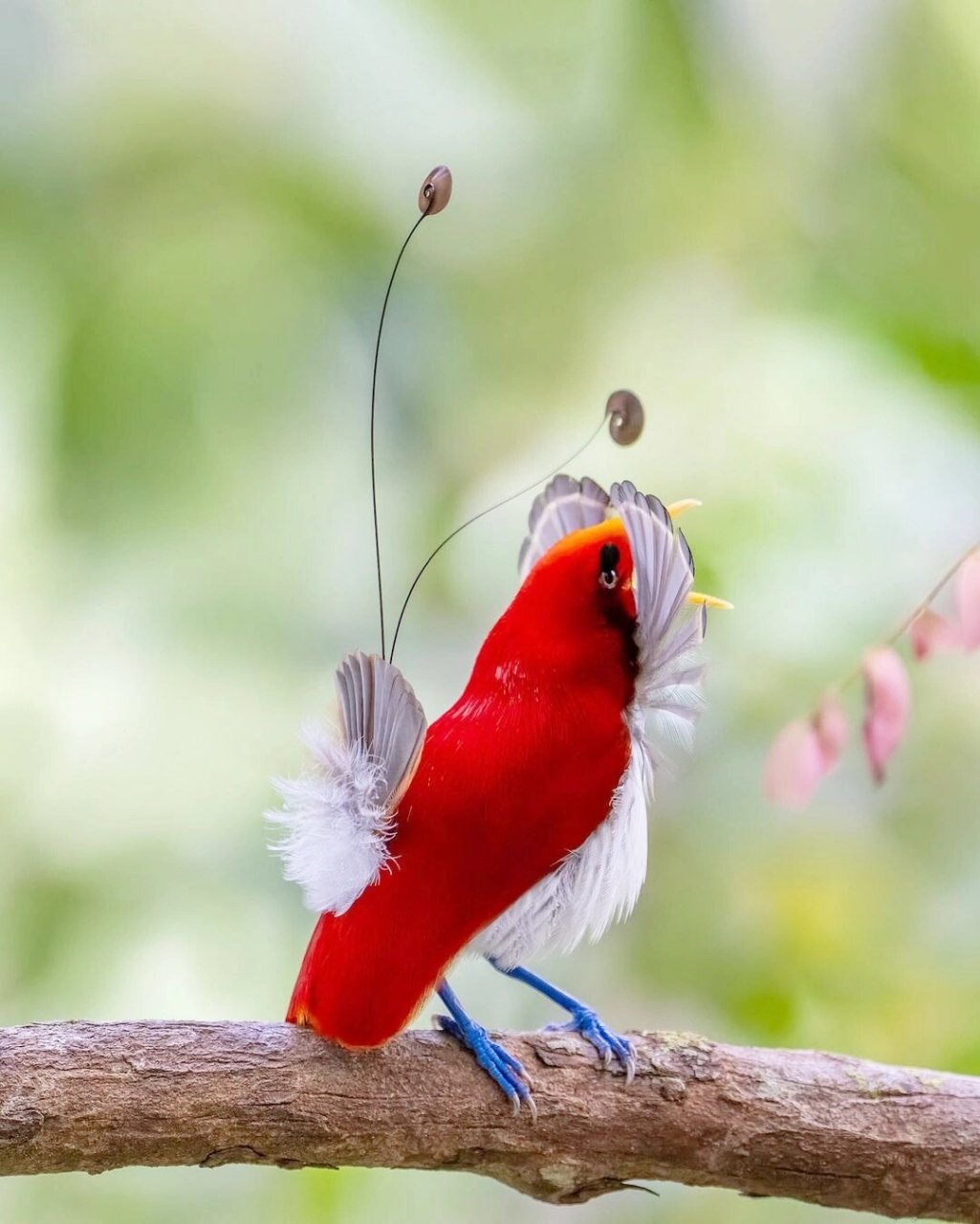 王极乐鸟禀性特异  王极乐鸟不仅拥有华丽丽的羽毛,而且它们的行为
