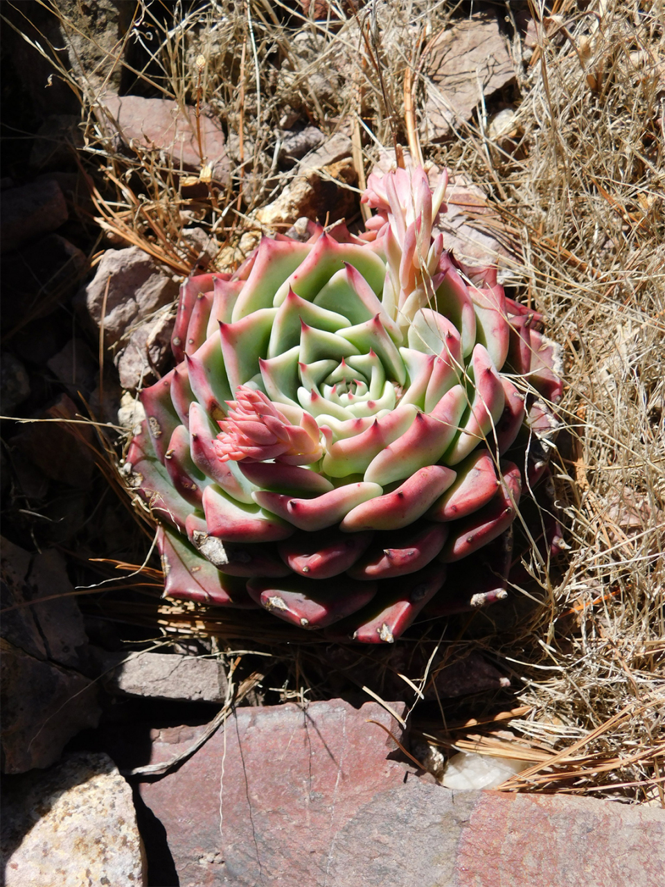 吉娃莲  97中文名:吉娃莲 拉丁文名:echeveria chihuahuaensis 科