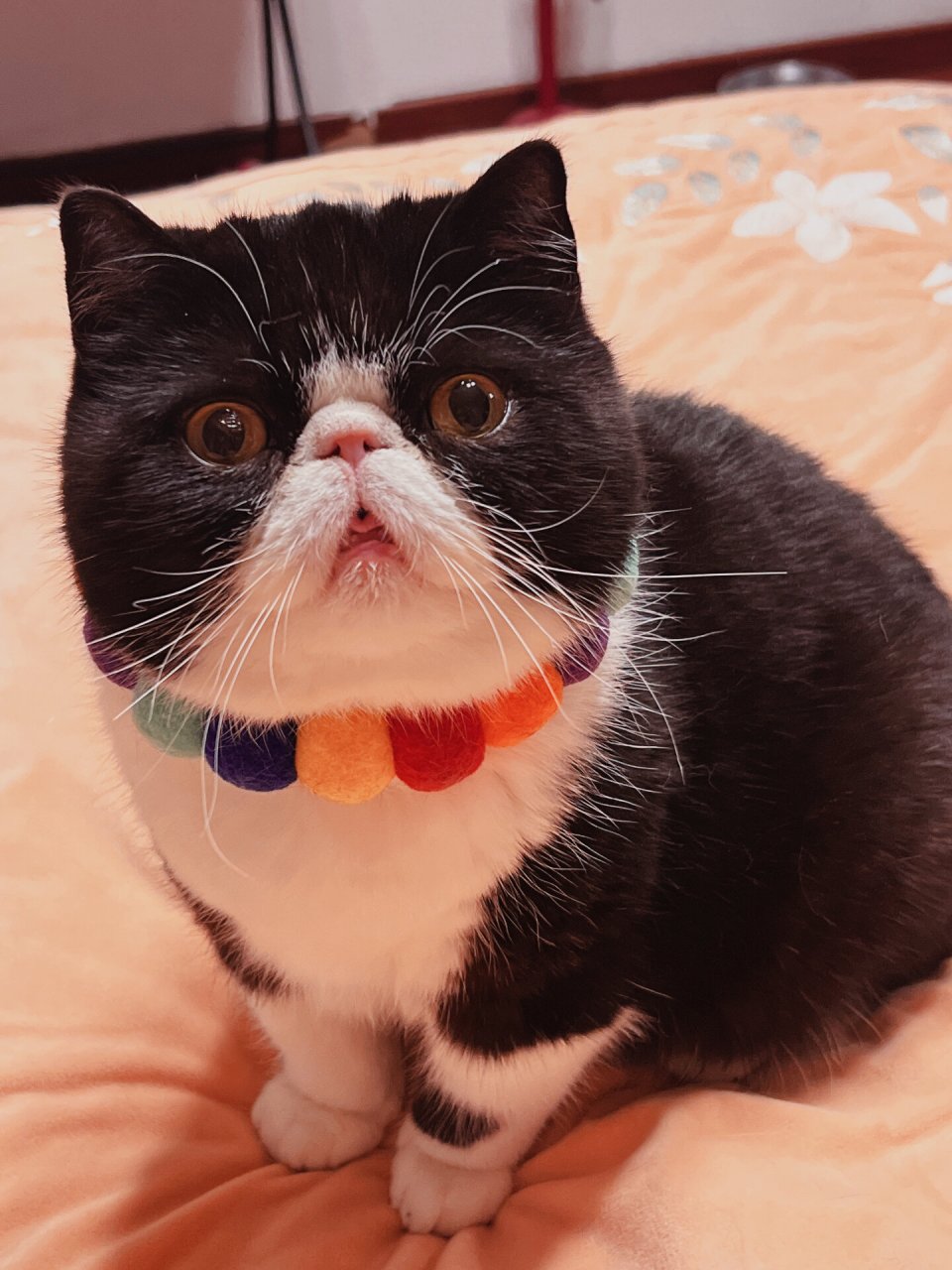 一只可爱的奶牛加菲猫  大家都很好奇,这只奶牛加菲到底长得像什么呢?