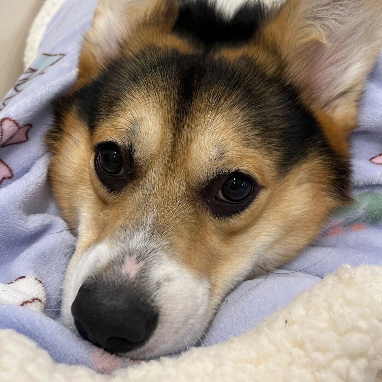 妈妈酱宝宝实在是太累了  今天狗子98可真是辛苦啦!