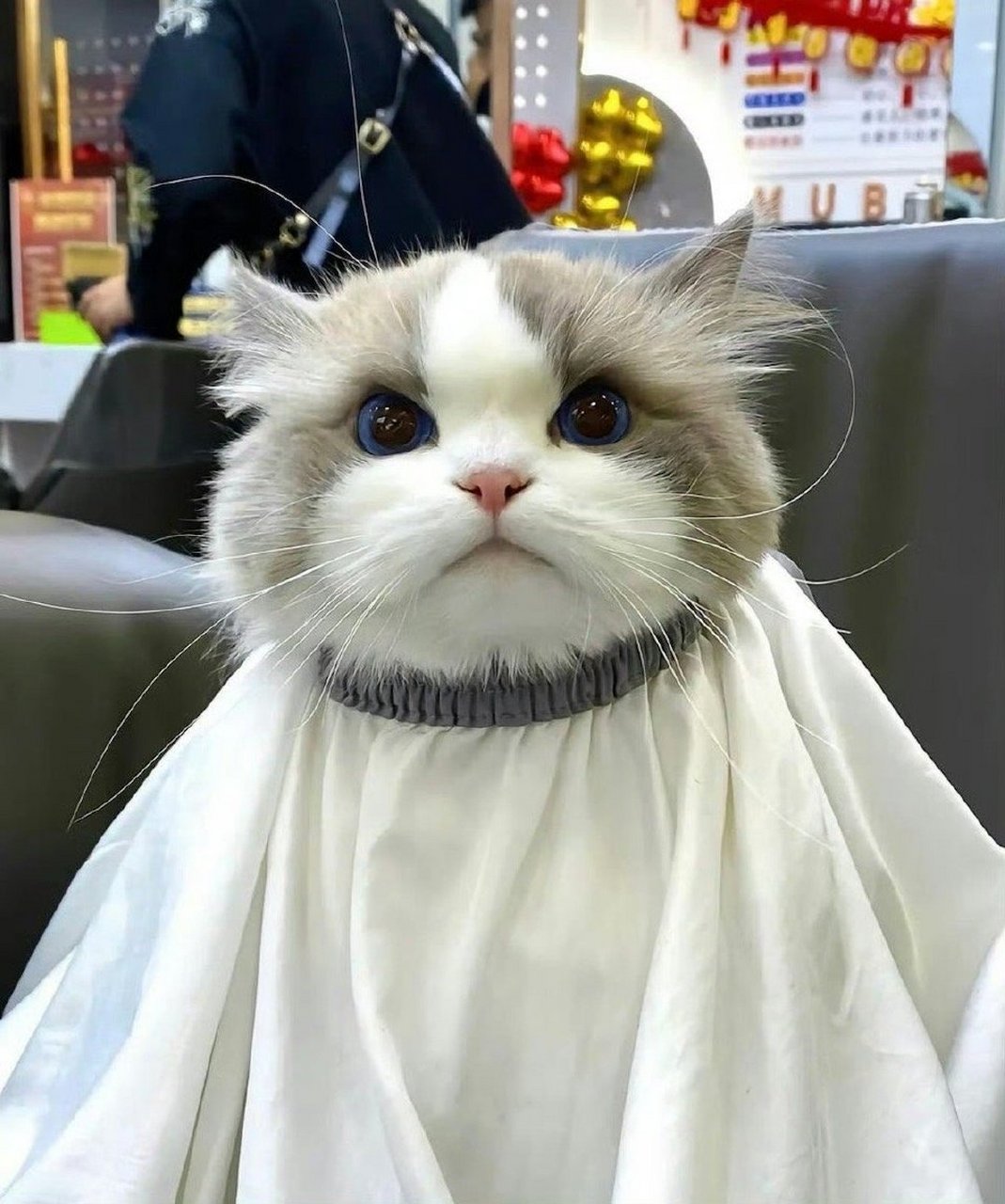 [挠头] 其实在春季给猫咪做适当的理发是有必要的.