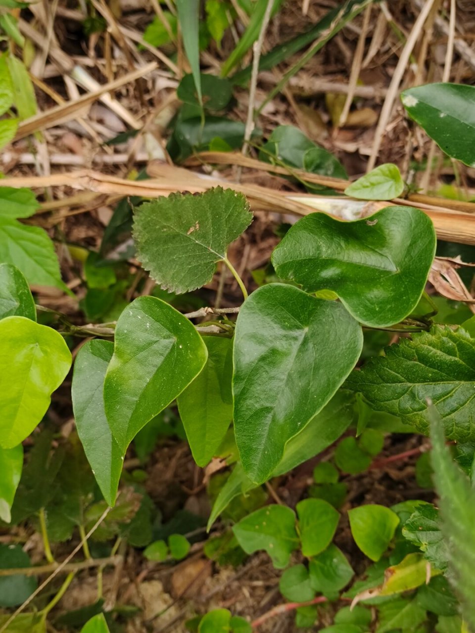 每天认识一种植物—粪箕笃  91学名:stephania longa lour  91