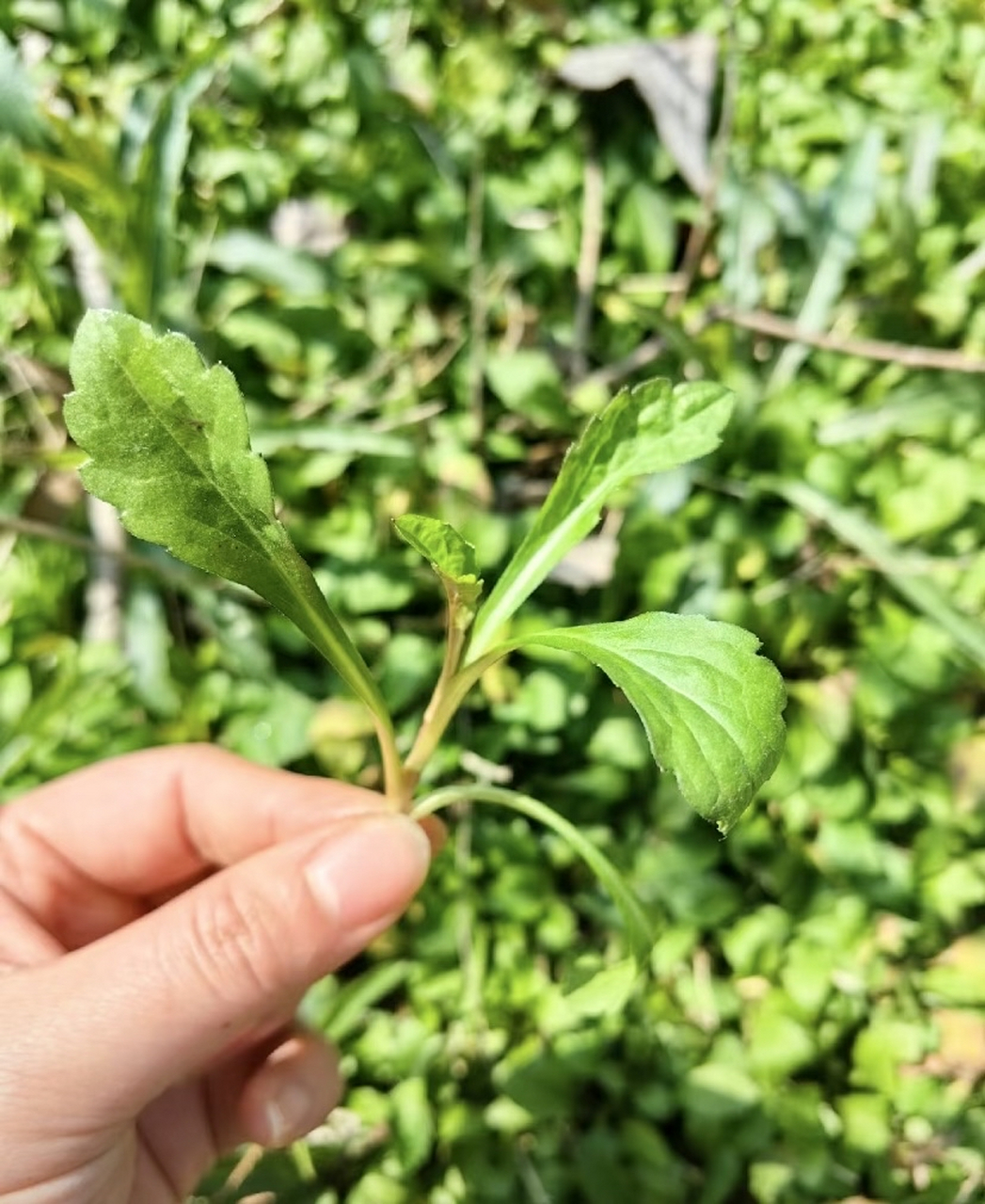 这个野菜要怎么吃啊?找到了一大片,这下有得吃了