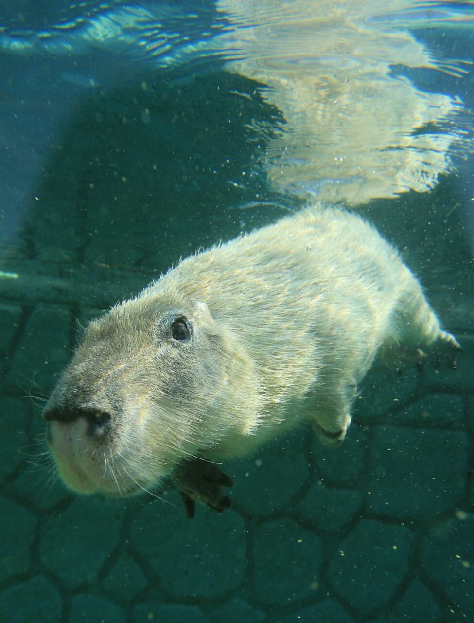 水豚图片合集持续更新