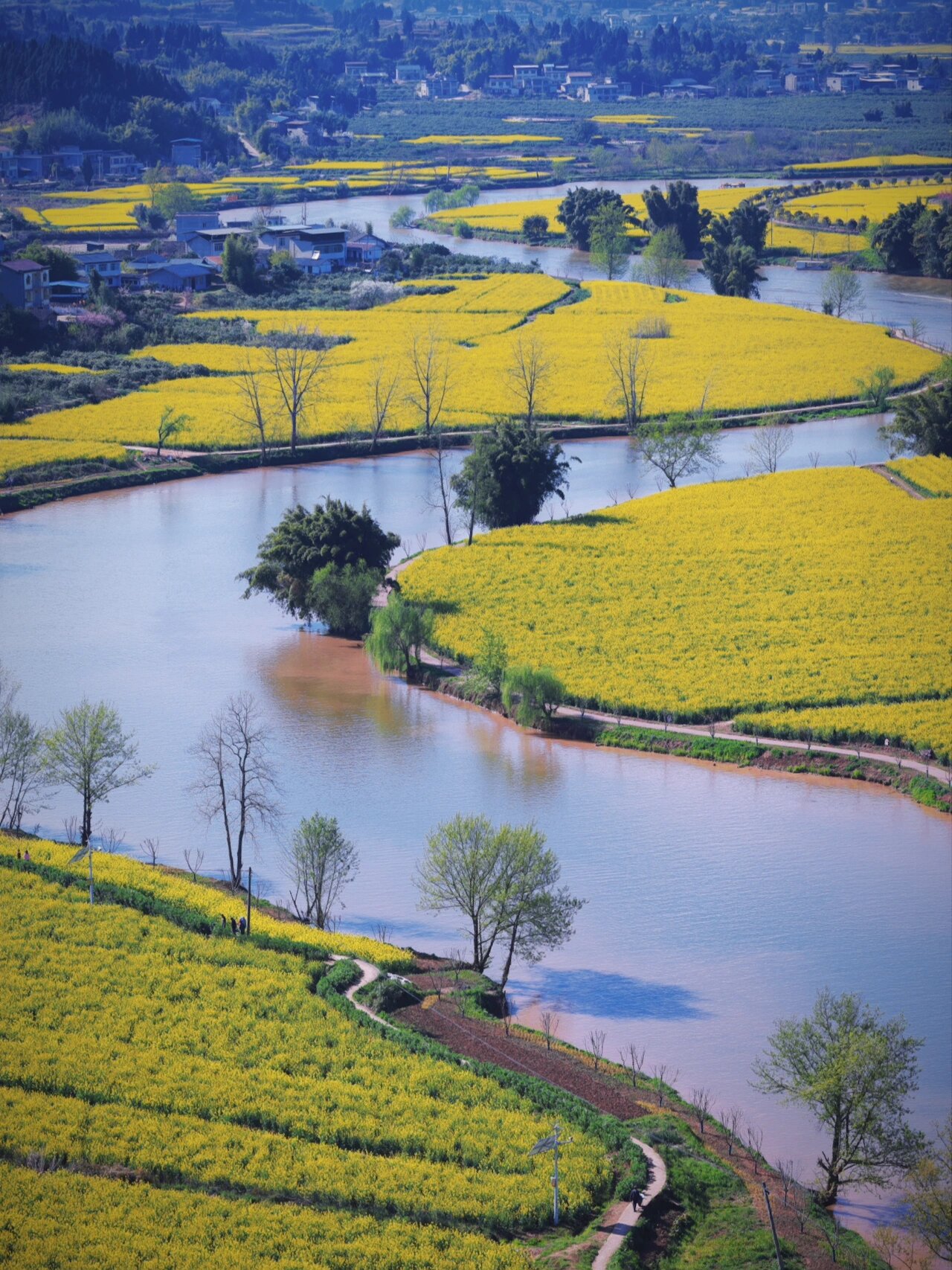潼南油菜花海攻略,一场春天的浪漫之旅