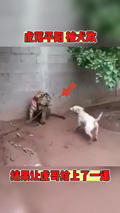 本以为是虎落平阳被犬欺结果让老虎给来了一脑踢