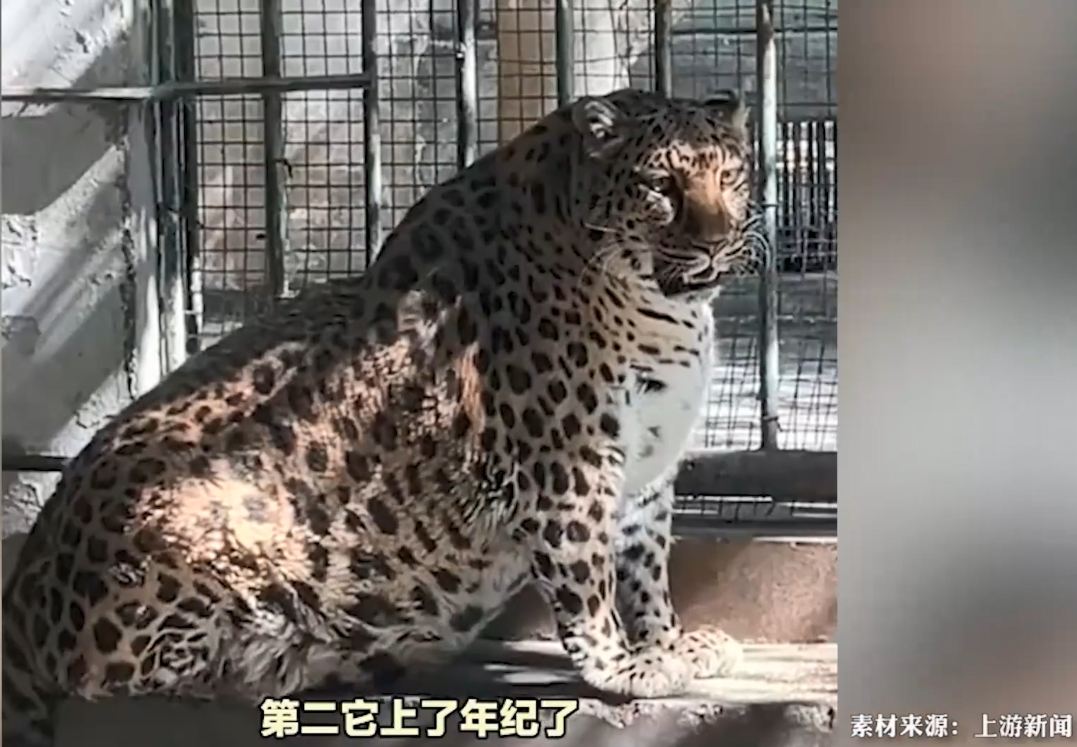 最近,四川攀枝花公园的一只金钱豹.@雨田岁月的动态