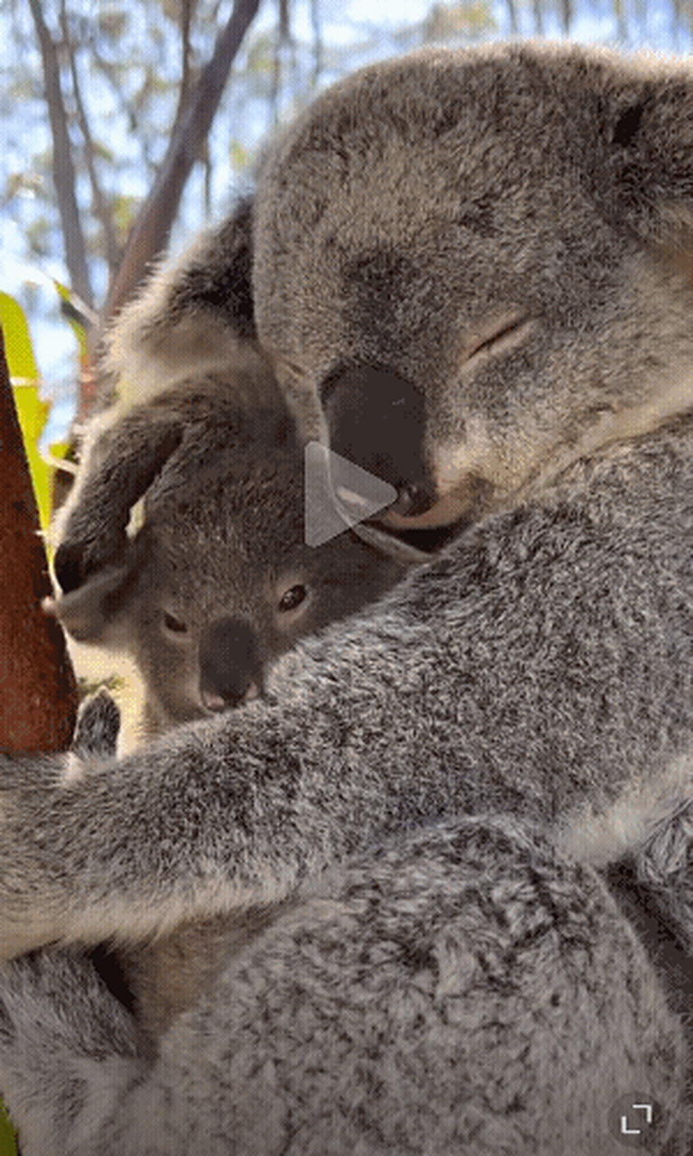 考拉宝宝幸福地依偎在妈妈怀里午休