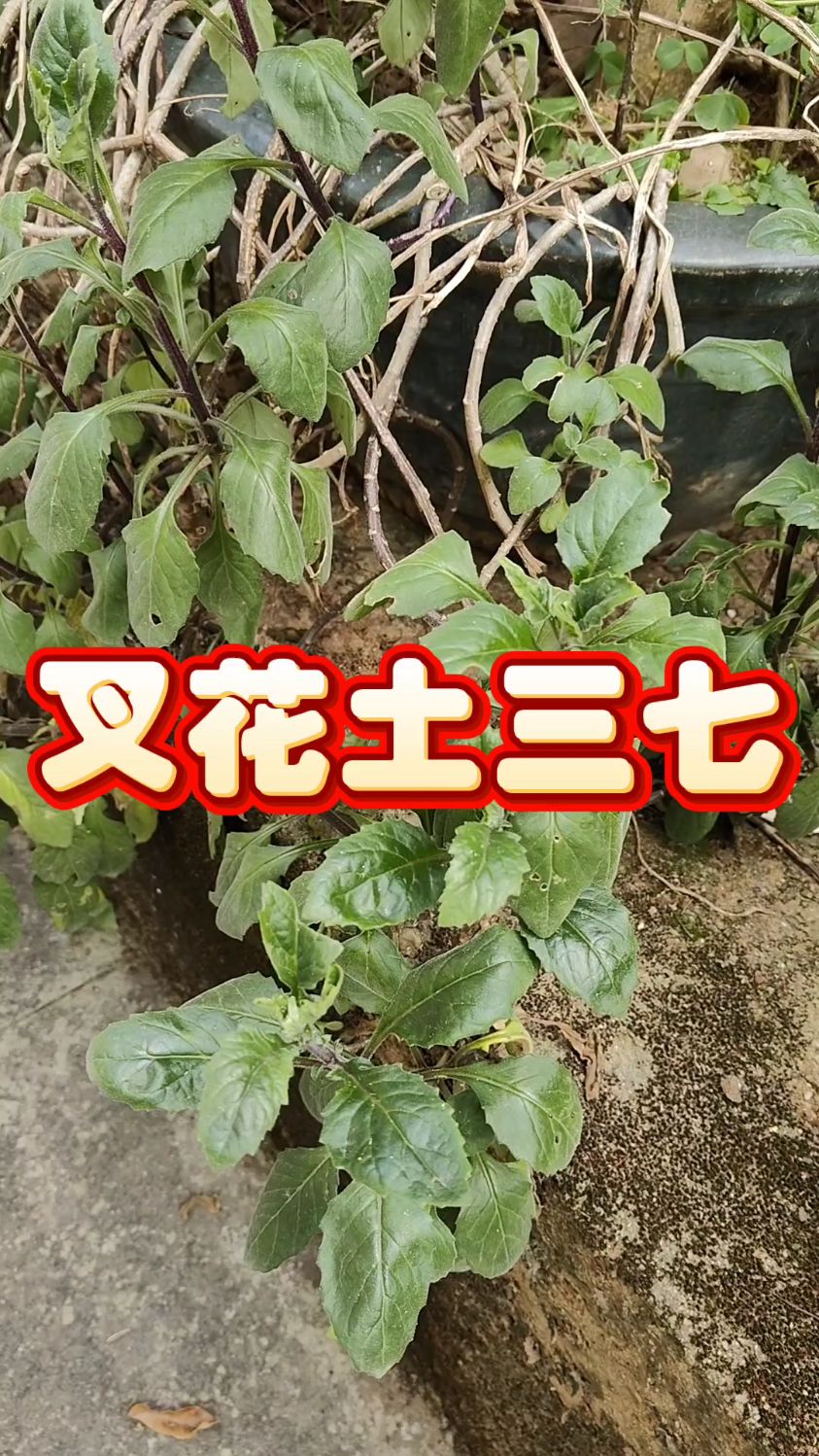 土三七的功效与作用图片