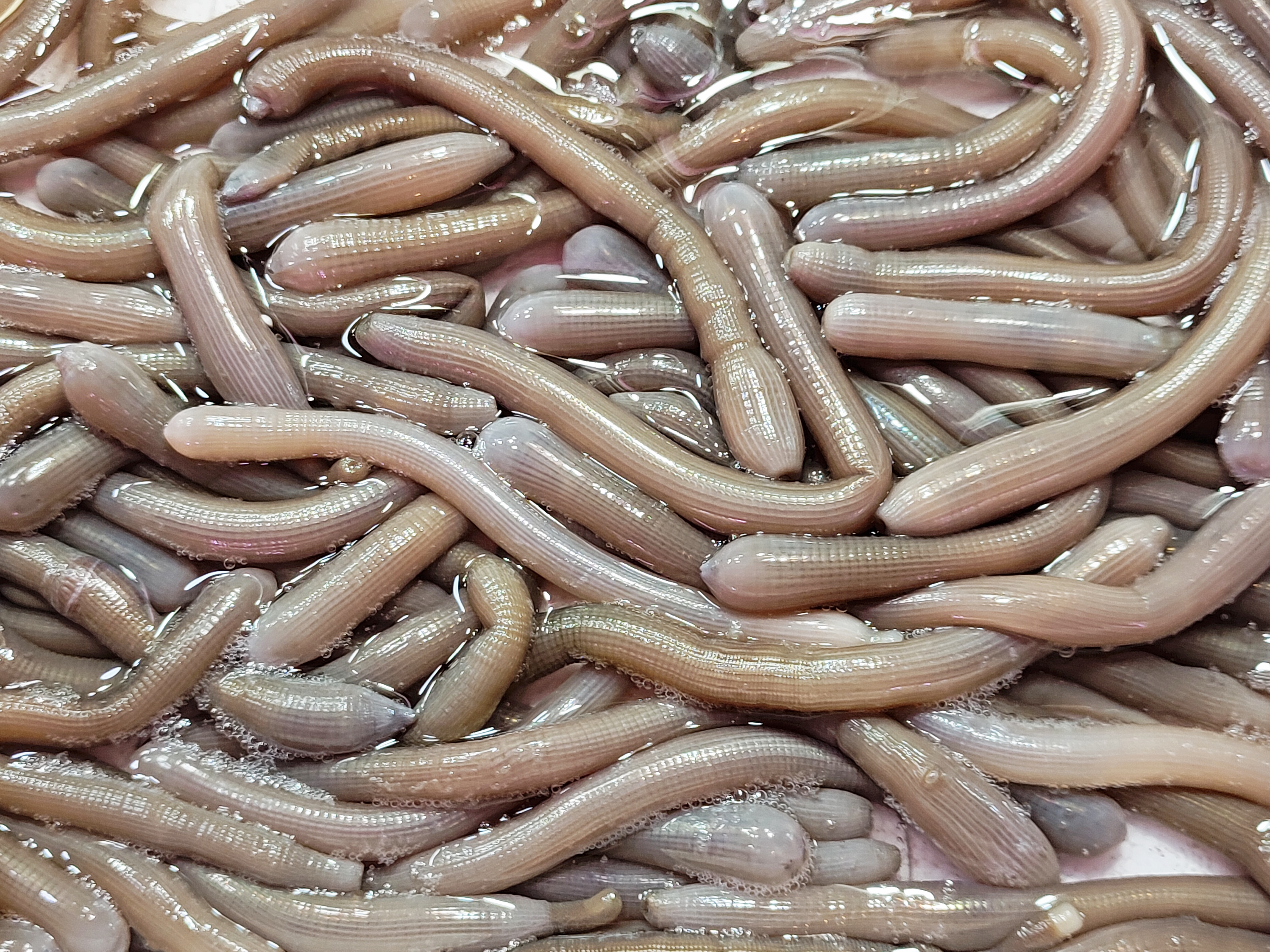 沙虫,方格星虫,68/斤.粤西和桂南海边盛产,人们深爱之.