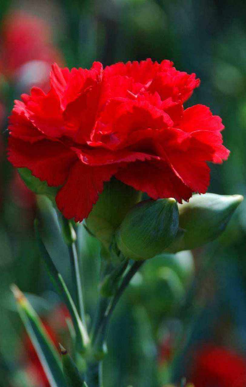 深情感恩的一朵花 [微风][微风]  三月的风唯美清雅,吹开了春天中最