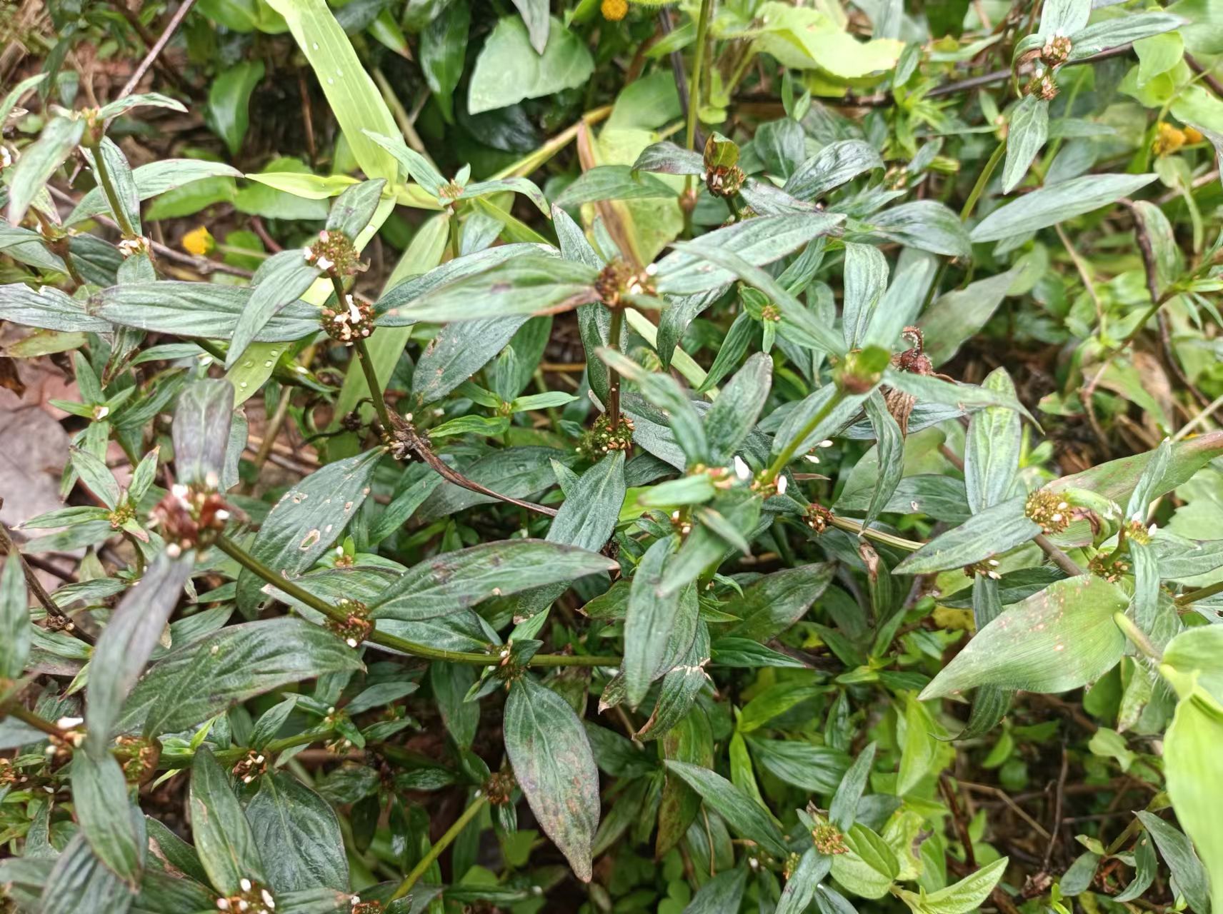 台蛇剑草药图片大全图片