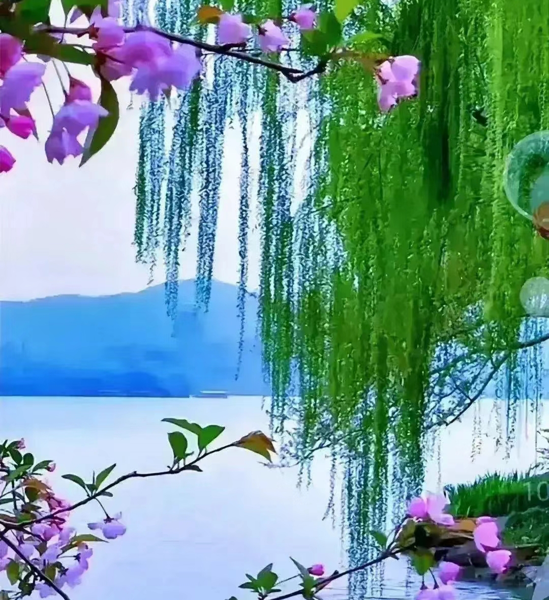 舍不得摘君子兰上的花朵 憧憬一下明天的行程