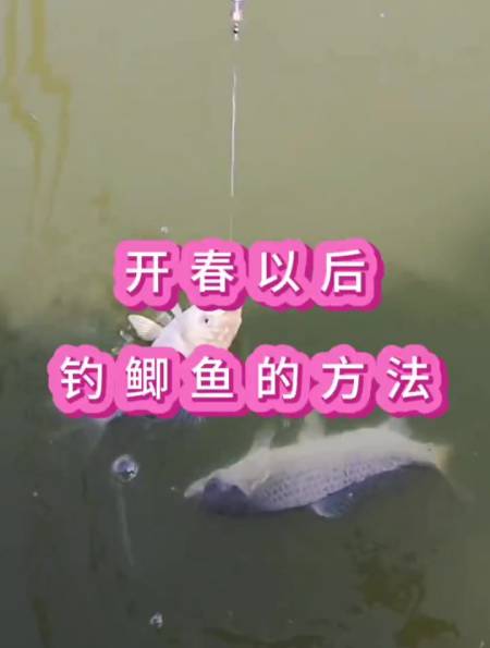开春后如何钓鲫鱼如何用饵老钓友示范正确方法