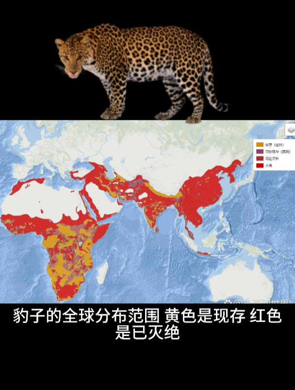 中国野生豹子分布图图片