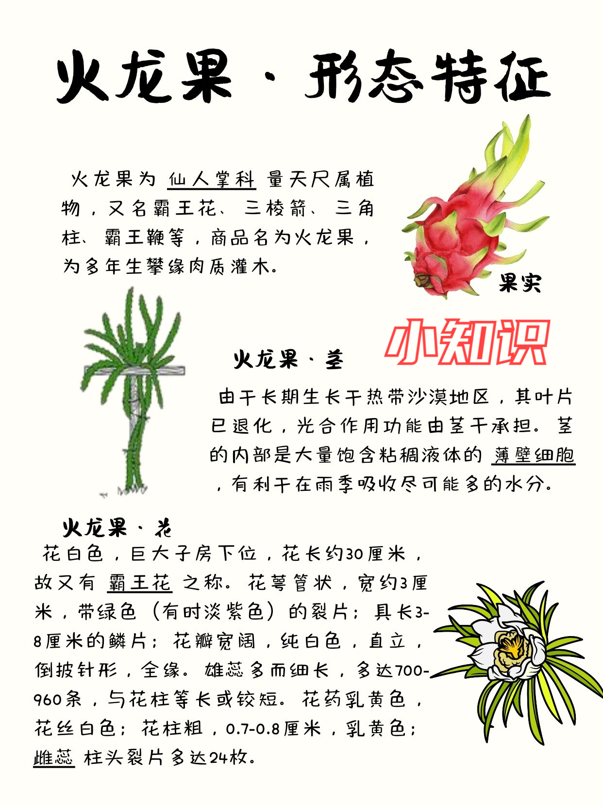 所以我特意了解了一下什么是火龙果,大家有知道的吗?