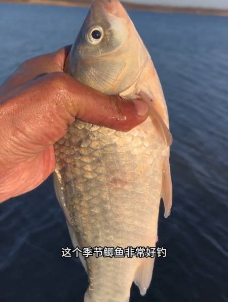 老马夹牛b鲫真能做到打8分钟就上鱼老钓友现场实测