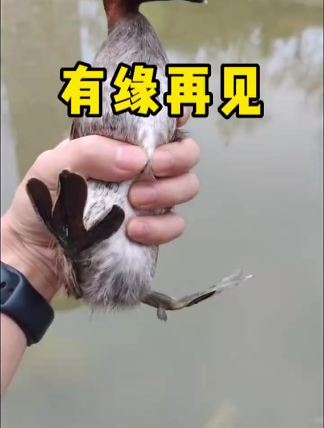 这辈子只能,有缘再相见了