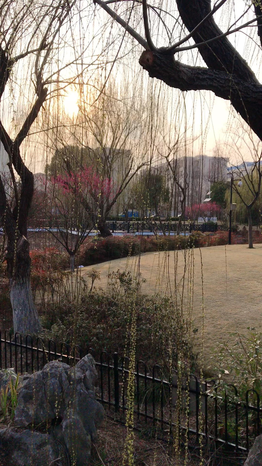 上海的公园(拍摄于淞南公园,柳树发芽了)