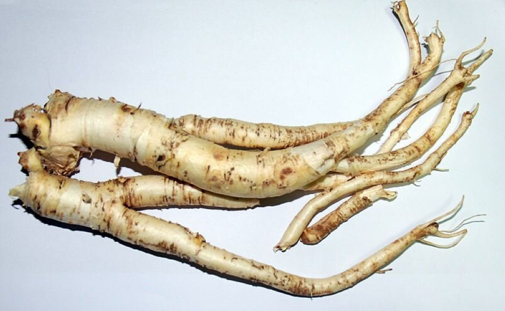 梓潼道地中药材—桔梗