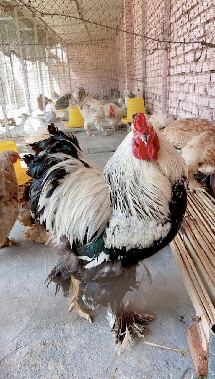 世界上最大的鸡,身高可达1米2,体重8公斤. 它的名字叫婆罗门鸡.