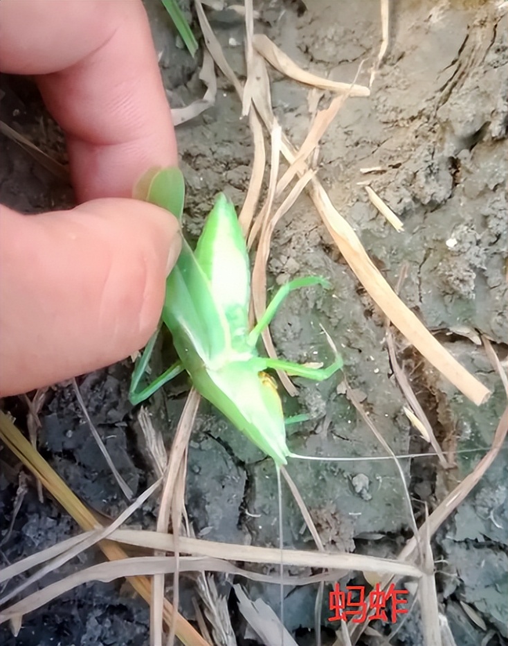 蚂蚱还是蝗虫?揭秘这两种害虫的差异!