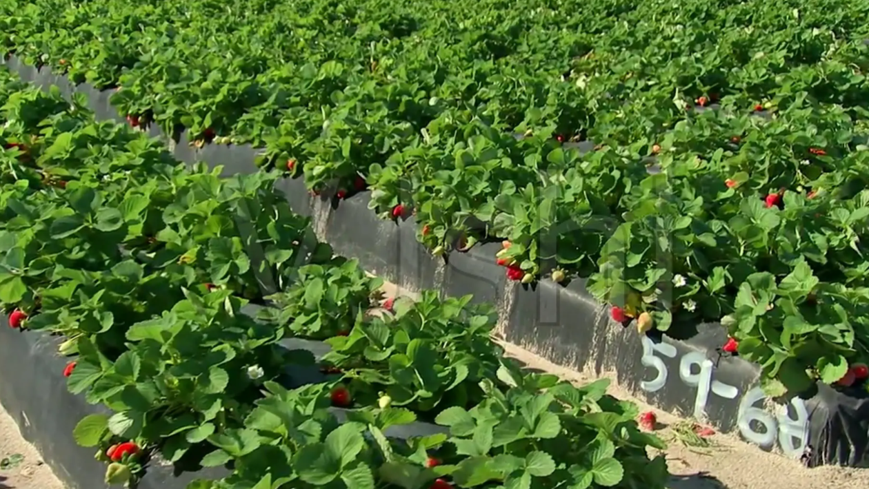 "绿色梦工厂"的幻灭