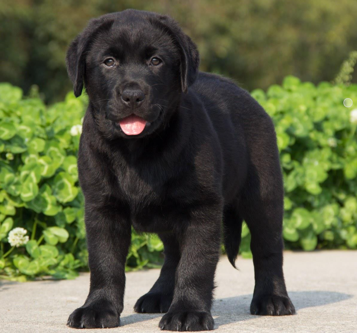 别再被忽悠!如何辨别纯种黑色拉布拉多犬的真伪?