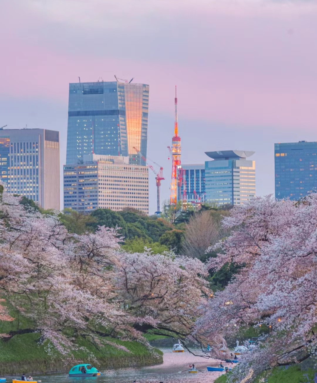 日本樱花服务器图片
