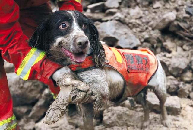 回顾:汶川地震最后一只搜救犬冰洁离世,享年14岁,曾勇救13人