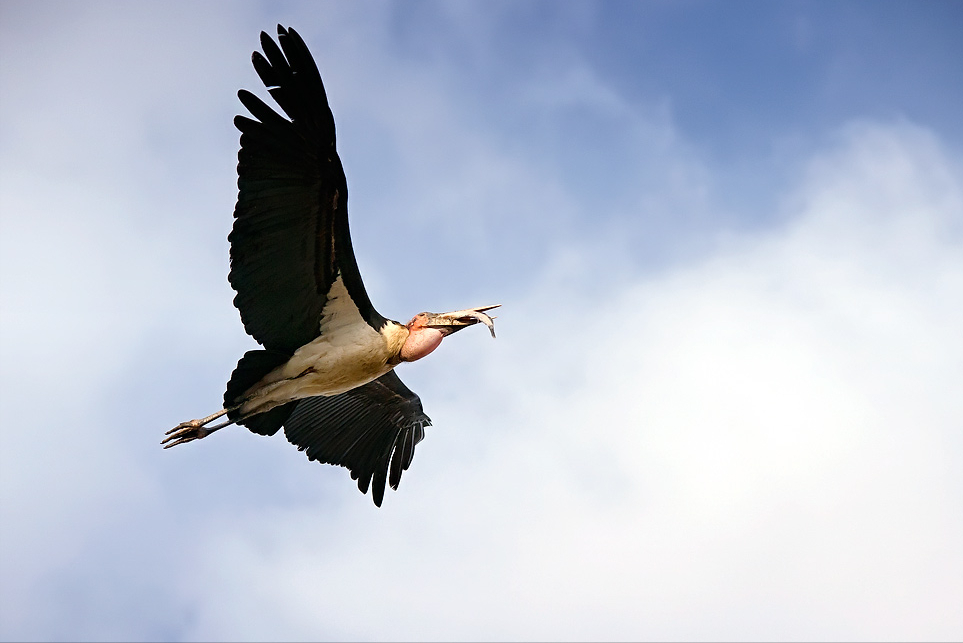 回顾:"丑鸟"非洲秃鹳,喜欢吃腐肉的它,为何受到人类喜爱?