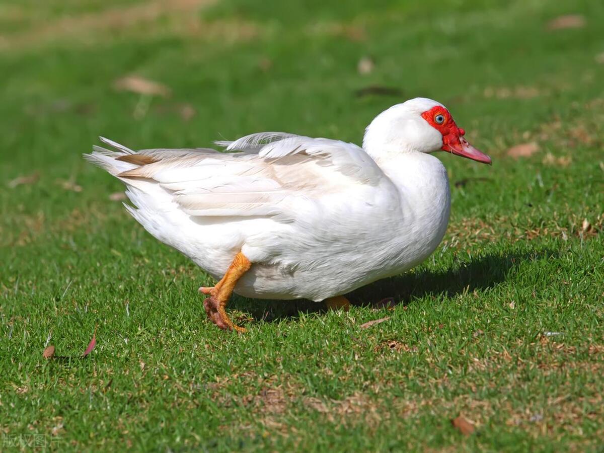 番鸭孵化技术要点