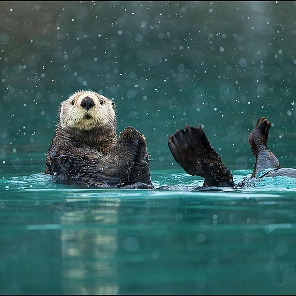 水獭修建水坝图片