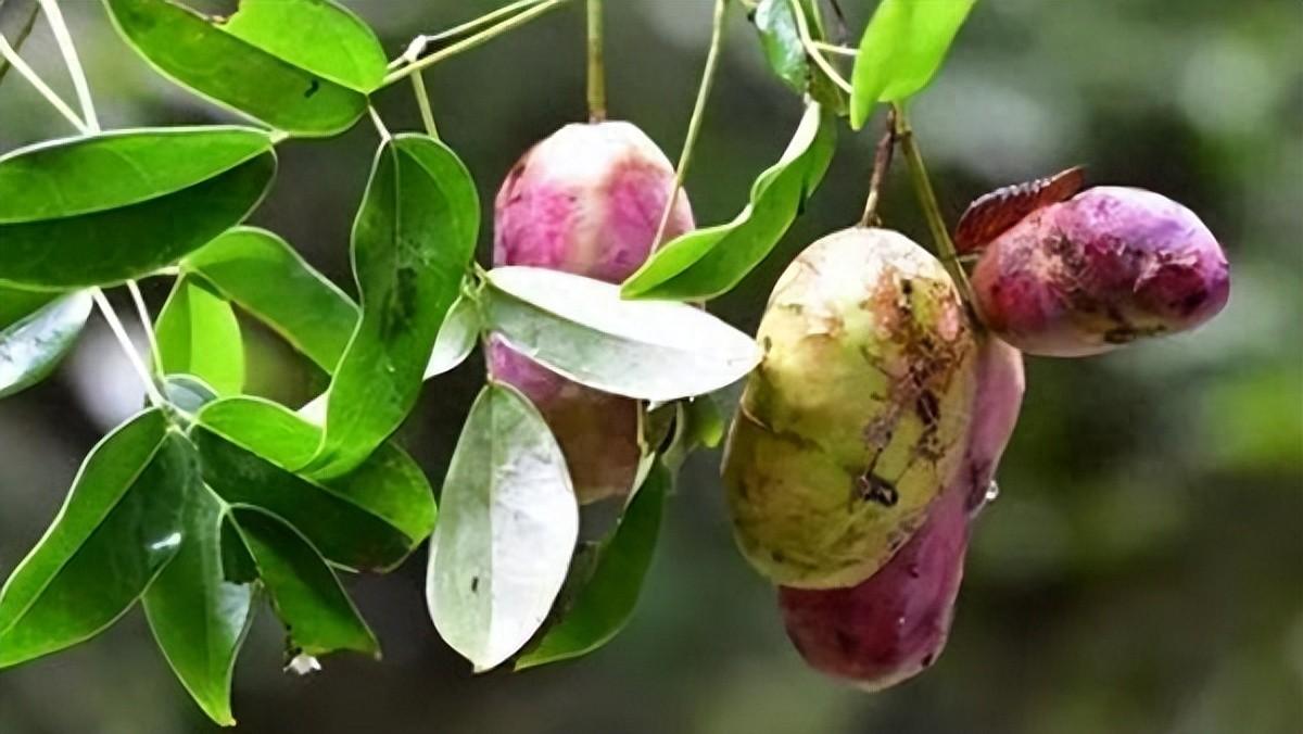 深化三叶木通科研成果转化,护眼贴应用开发产品成型