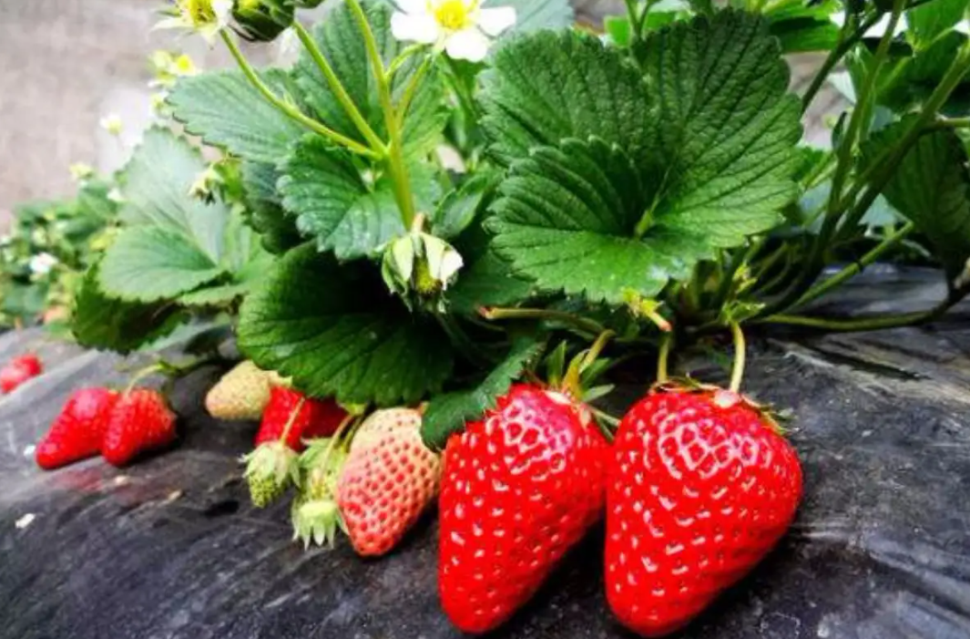 "绿色梦工厂"的幻灭