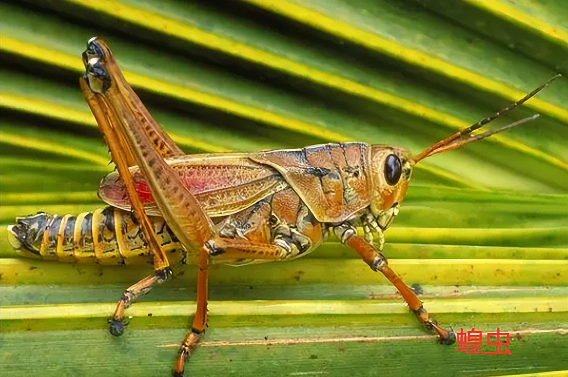 [原文:蚂蚱还是蝗虫