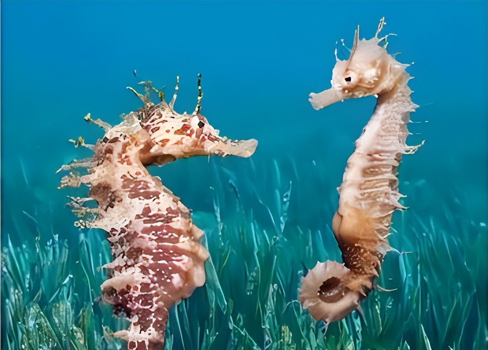 生育奇迹!雄性海马担当"孕夫",揭秘海洋生物的神秘面纱!