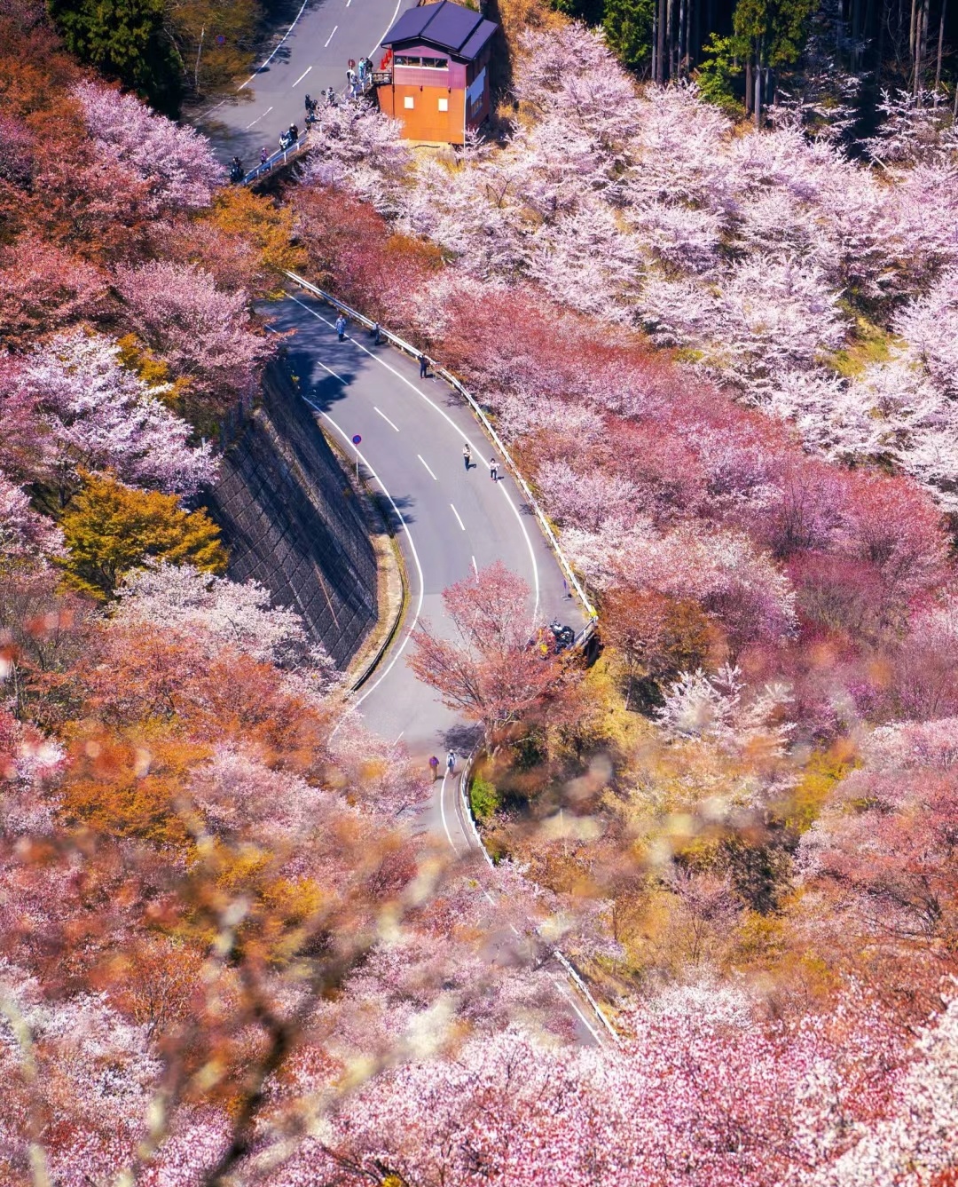 日本有名的樱花景点图片