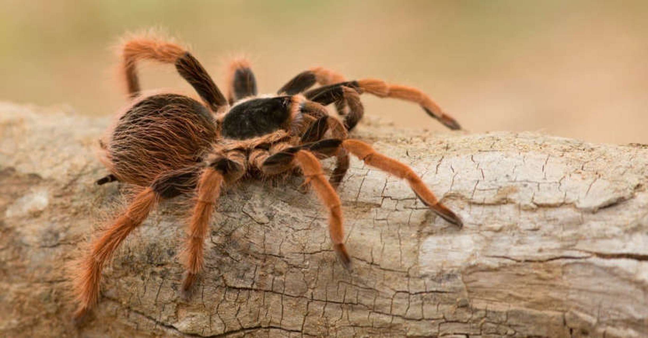 这种蜘蛛生活在哥伦比亚和巴西部分地区