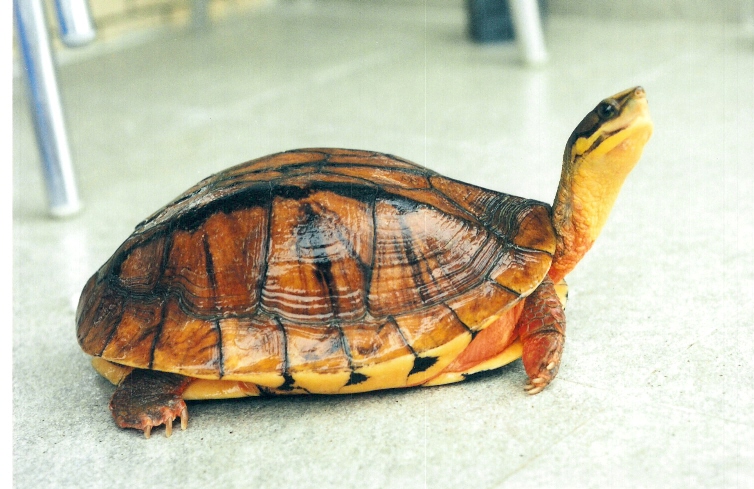 金钱龟:一夜暴富的美梦