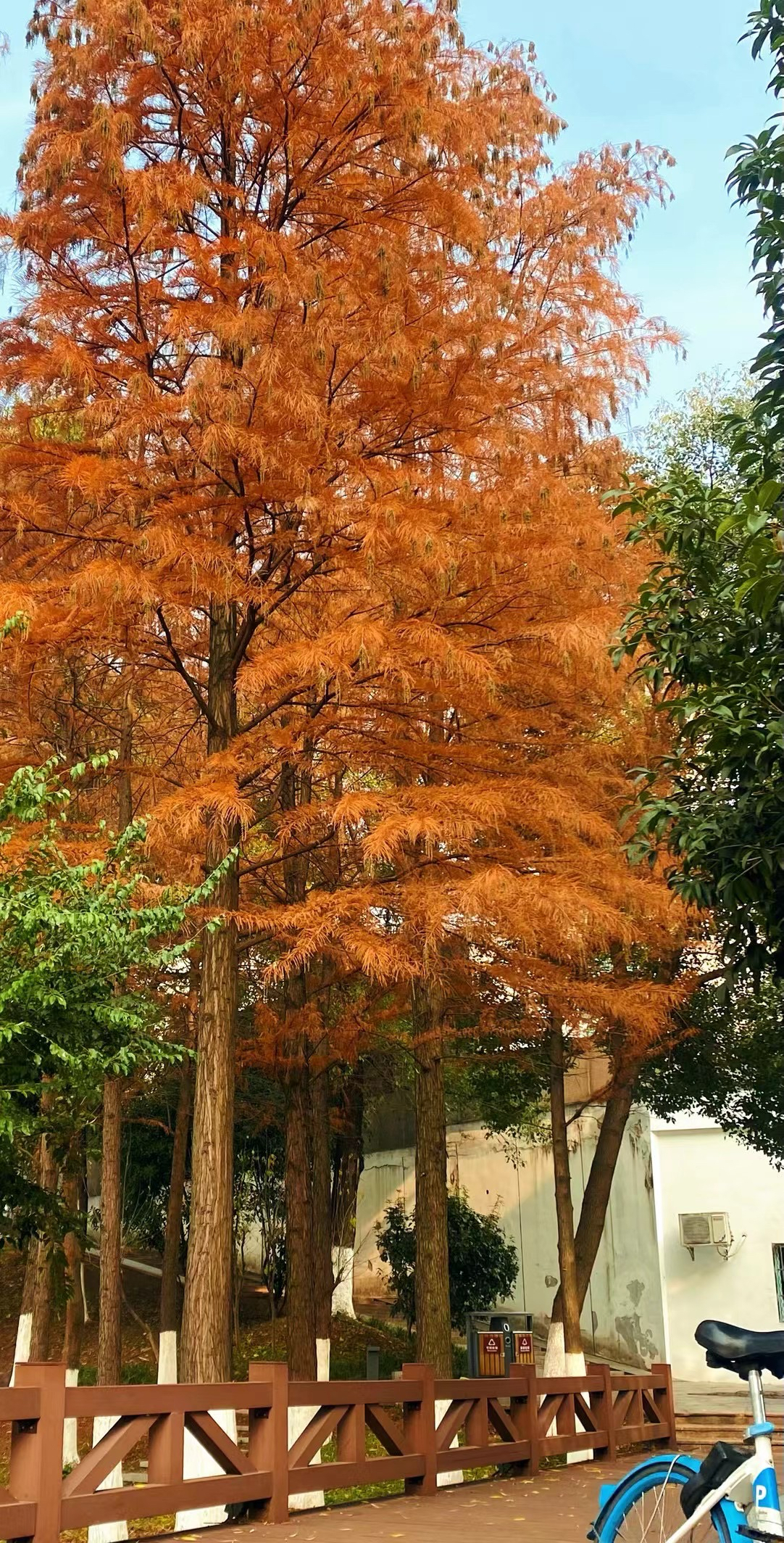 长沙桃子湖图片